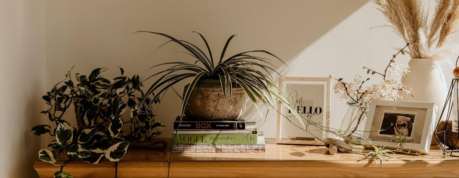 bureau top decorated with potted plants, books and framed pictures